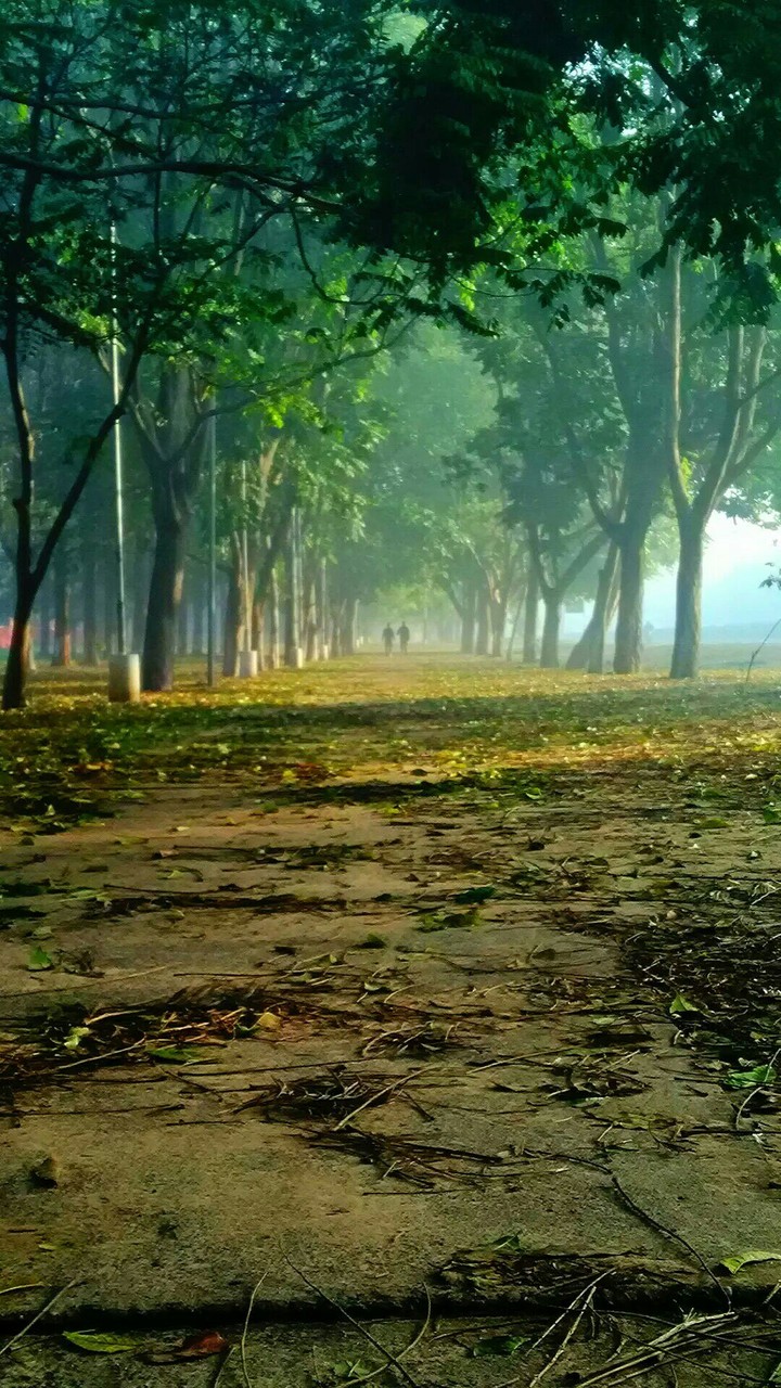 forest