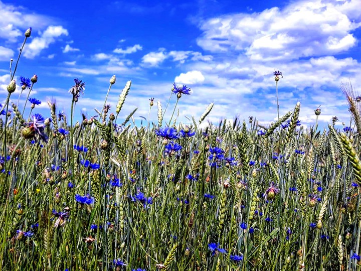 Cornflower