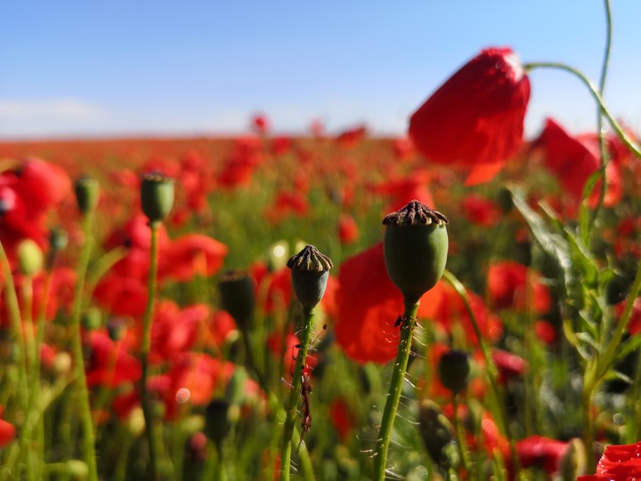 Poppy's