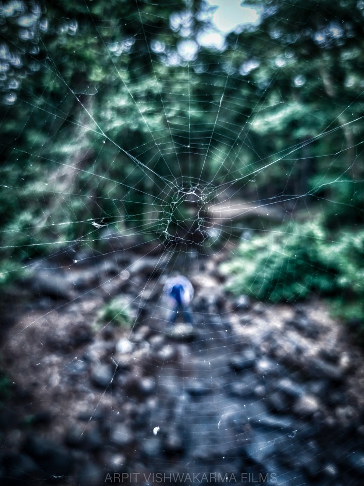 Spider web