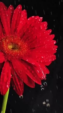 rain flowers