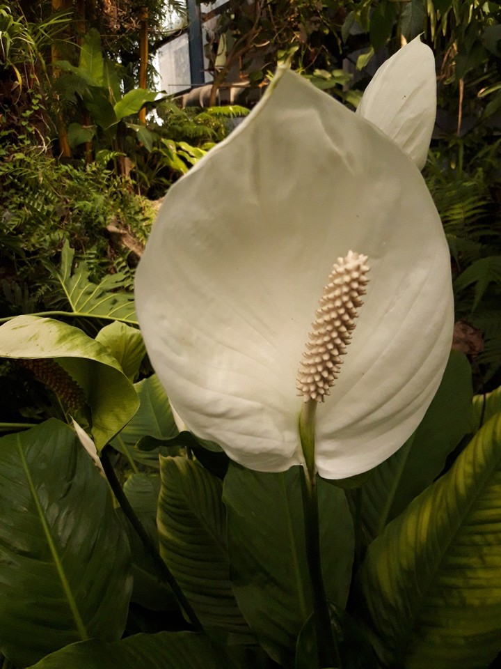 white and ing
