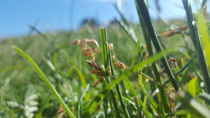 field