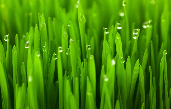 Fresh and tender leeks