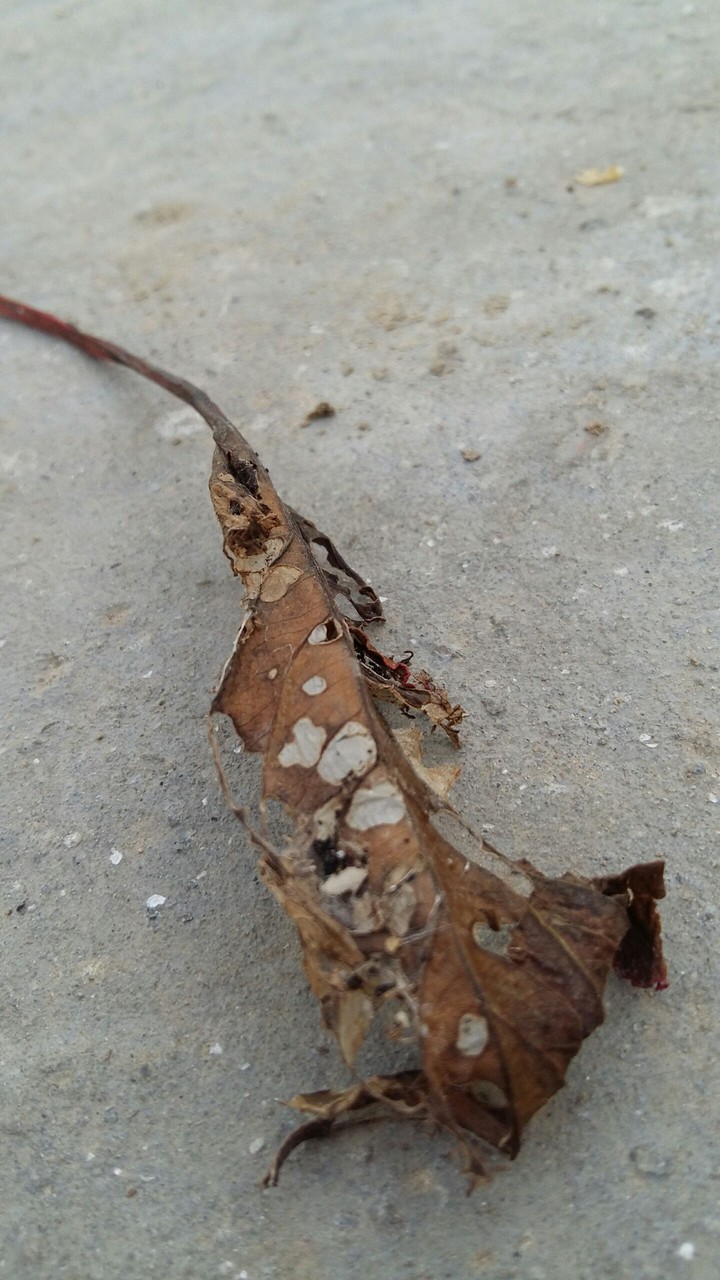 Leaf