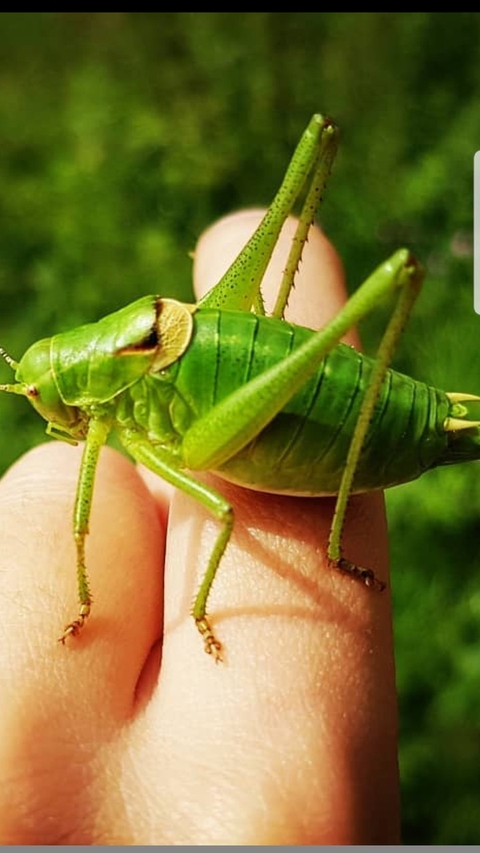 Animali