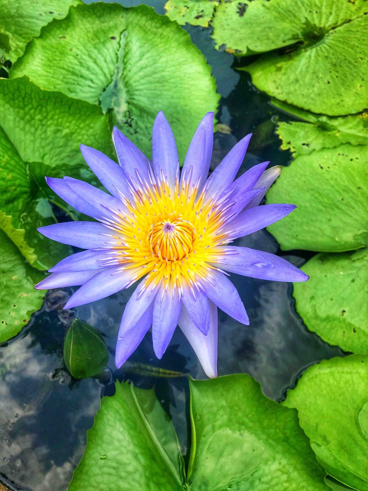 lotus