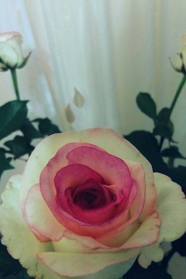 rose