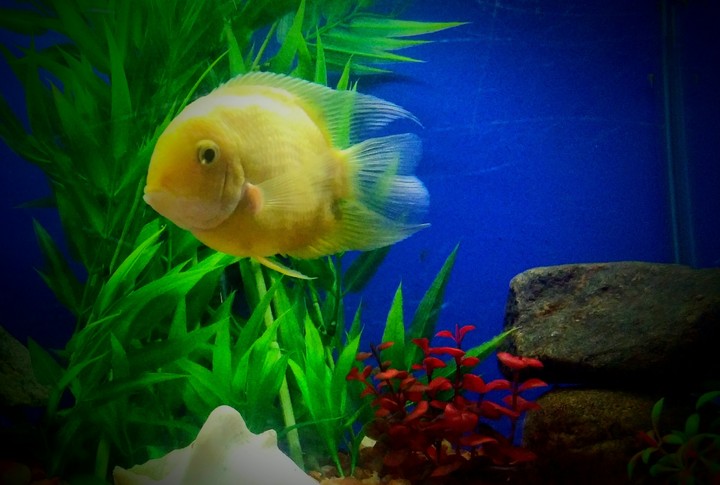 fish