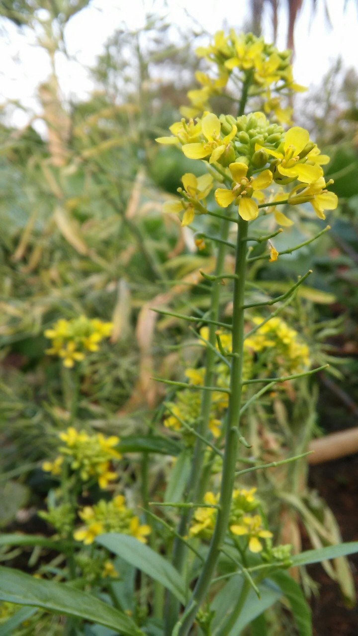 Flor de Mostarda