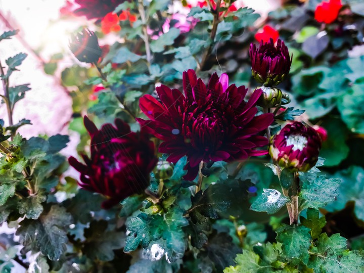 flowers