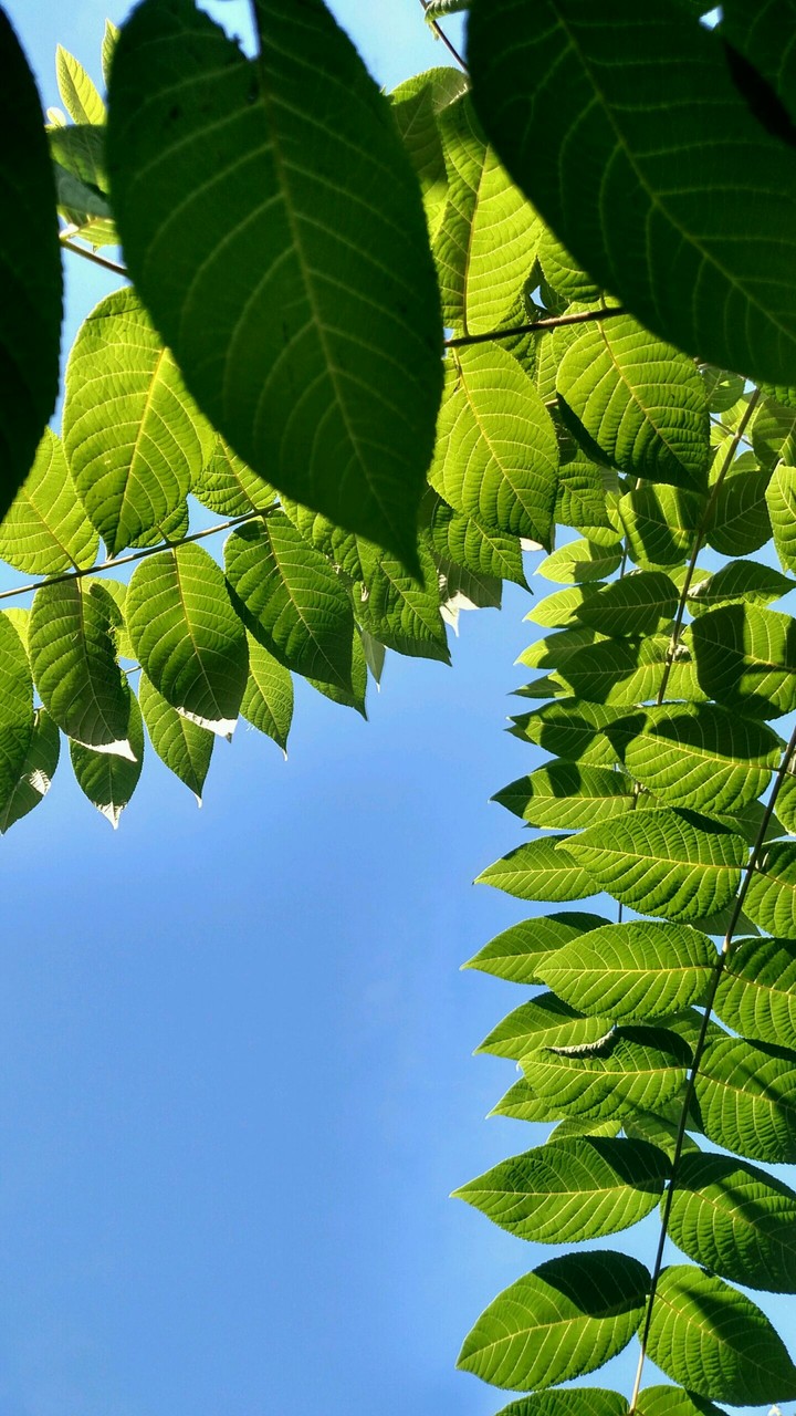 green leaves