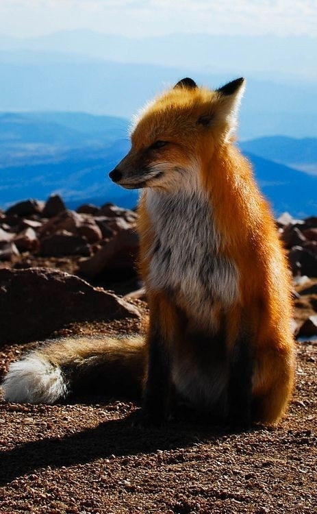 fox