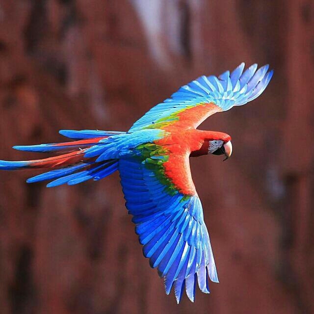 bird
