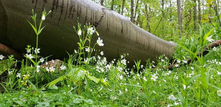 Forest Nature
