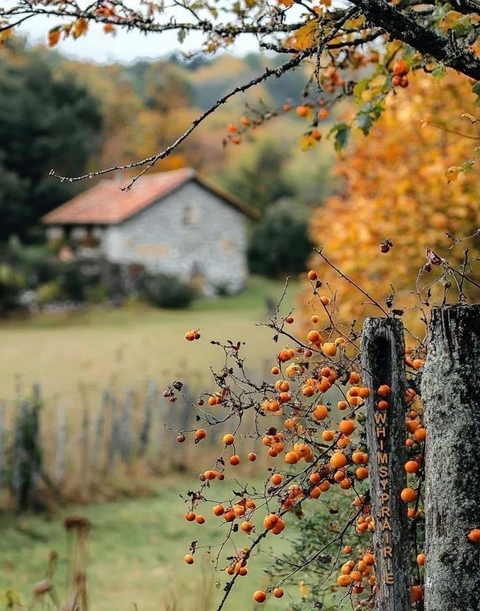 тапети Autumn, berry