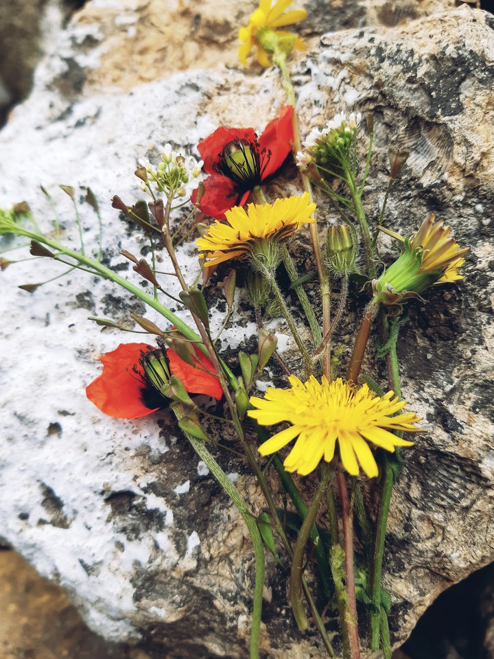 spring