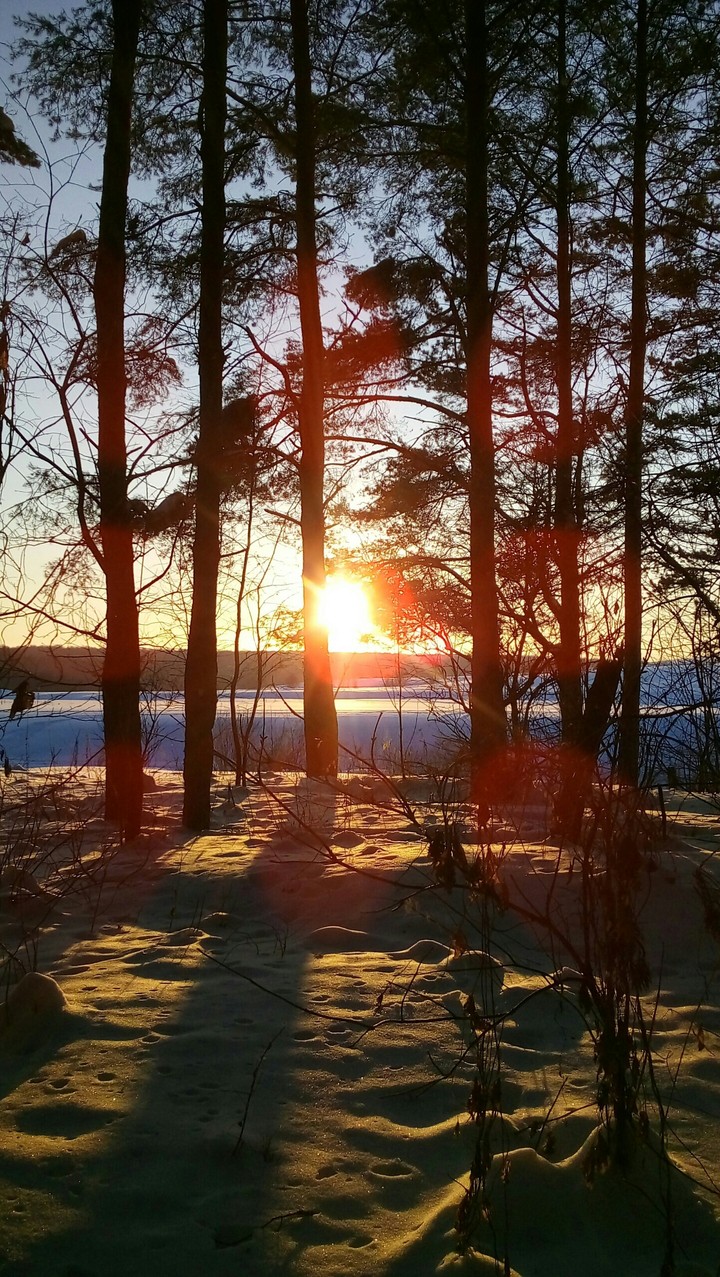 The sun among trees