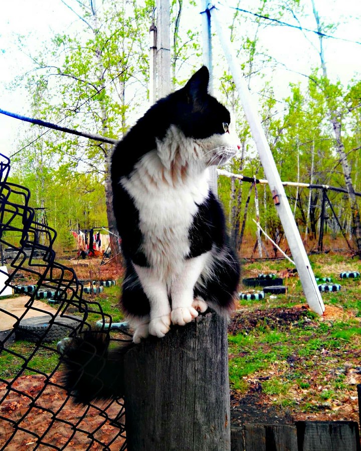 Кошка