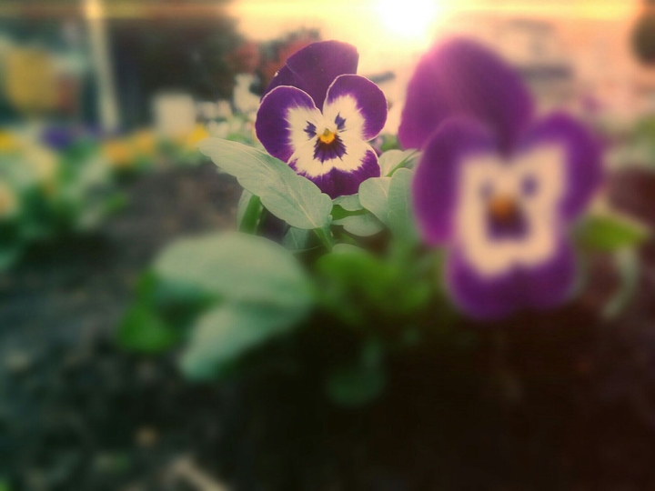 flowers