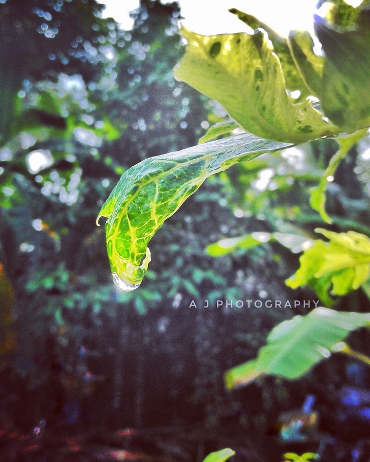 Nature