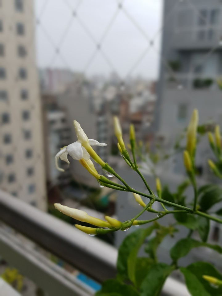 white flower with rain