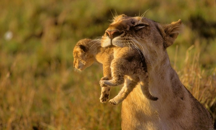 Wildlife Mother