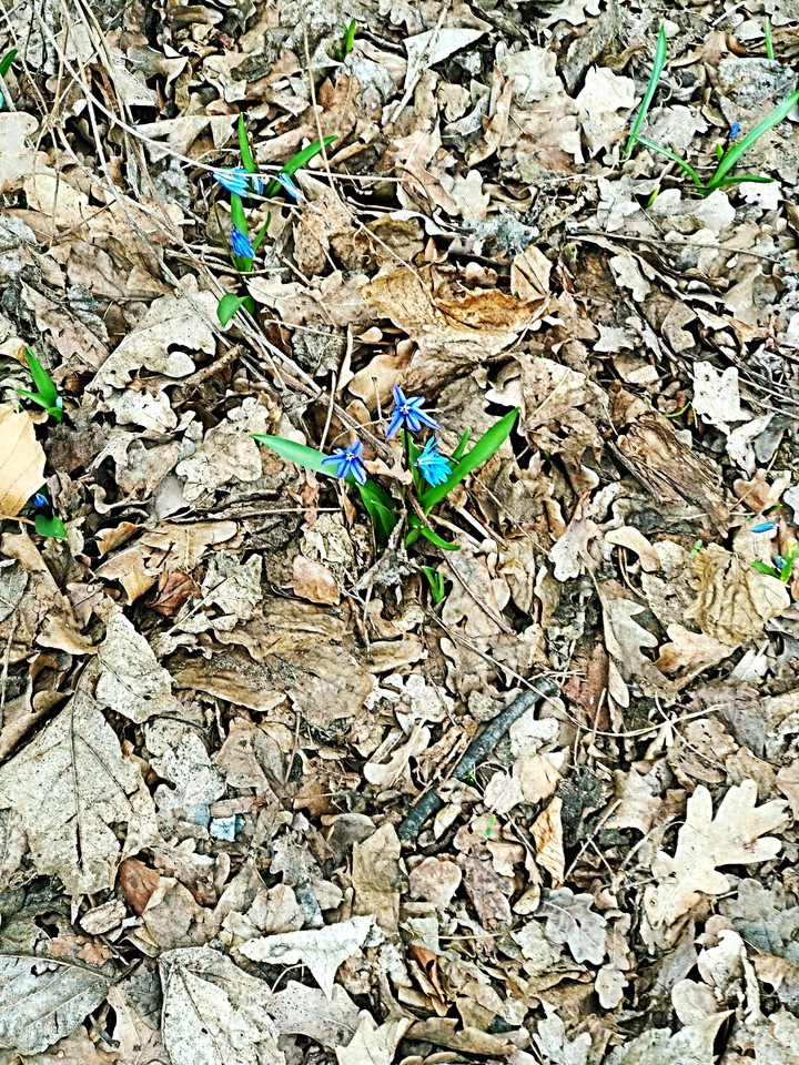 Spring