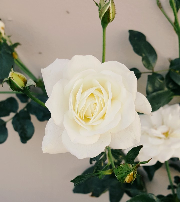 white flower