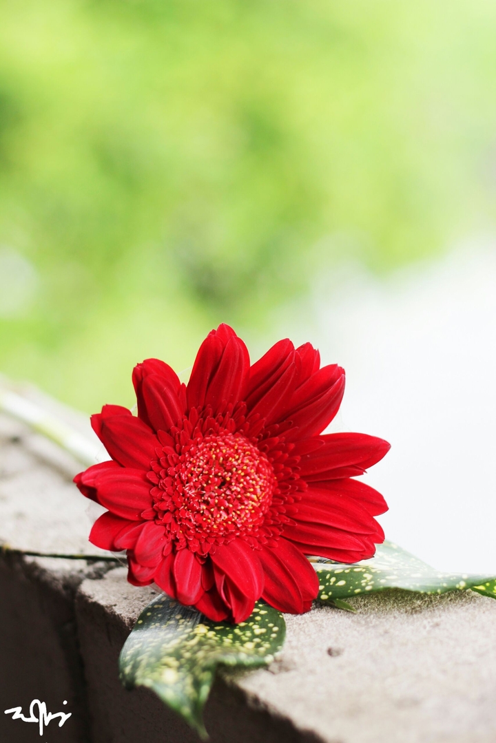 Morning Flower