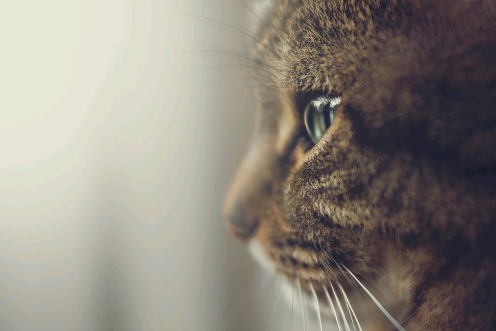 a nice cat
