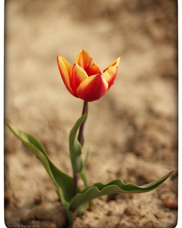 tulip