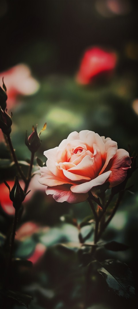 flower, pink wallpapers