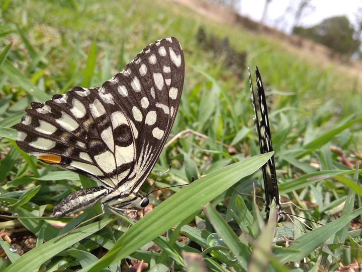 nature