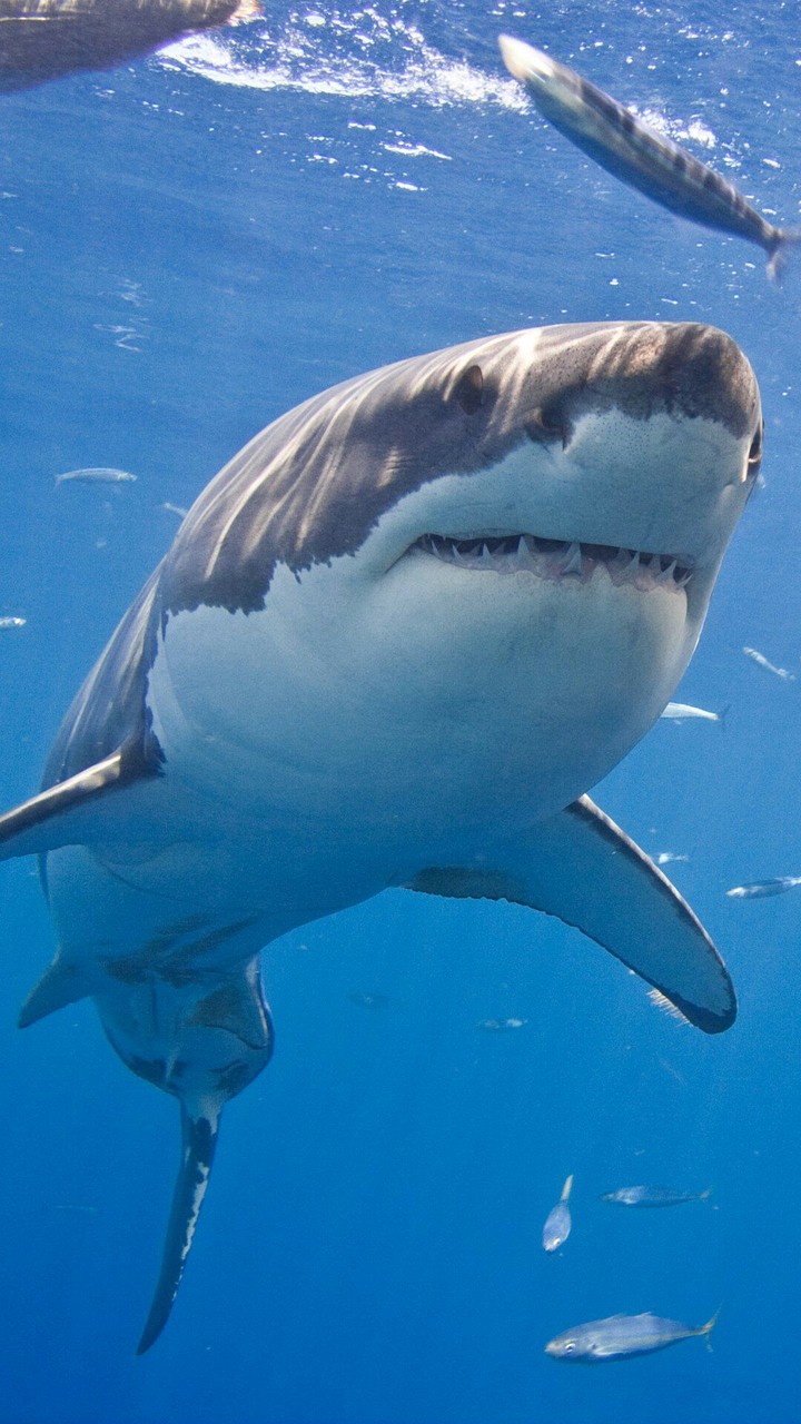 White shark