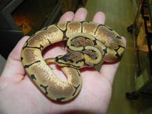 ? yellow radiclous ball python