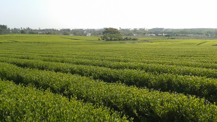 Jeju island green tea farm