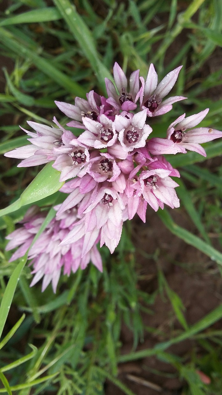 flowers/iran