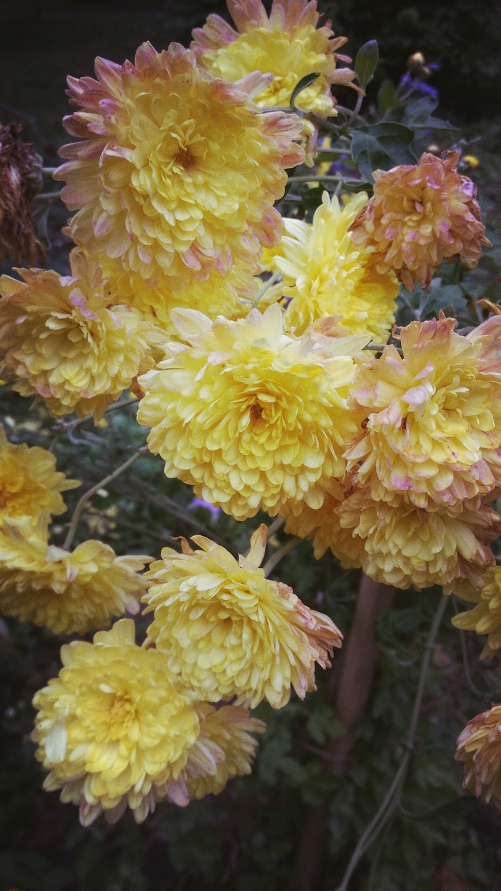 flowers