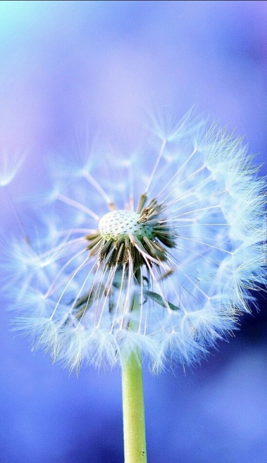 wind