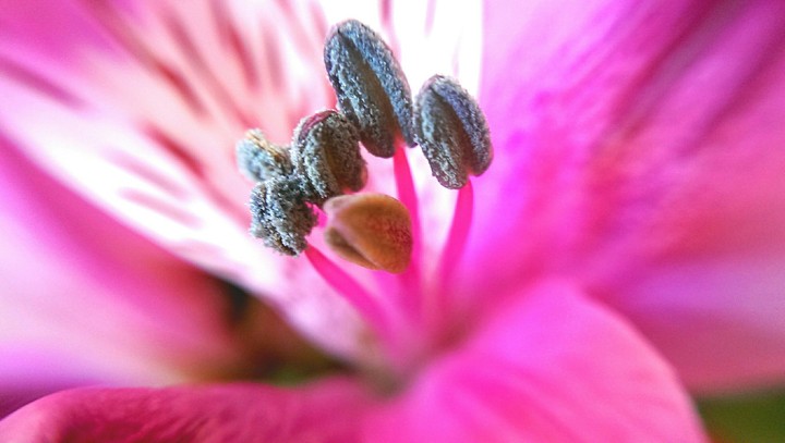 Anthers