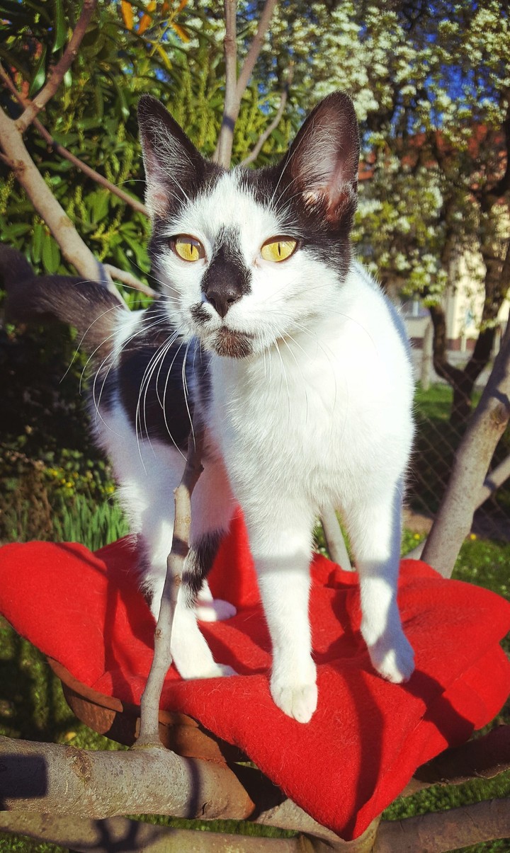 Little black nose...
