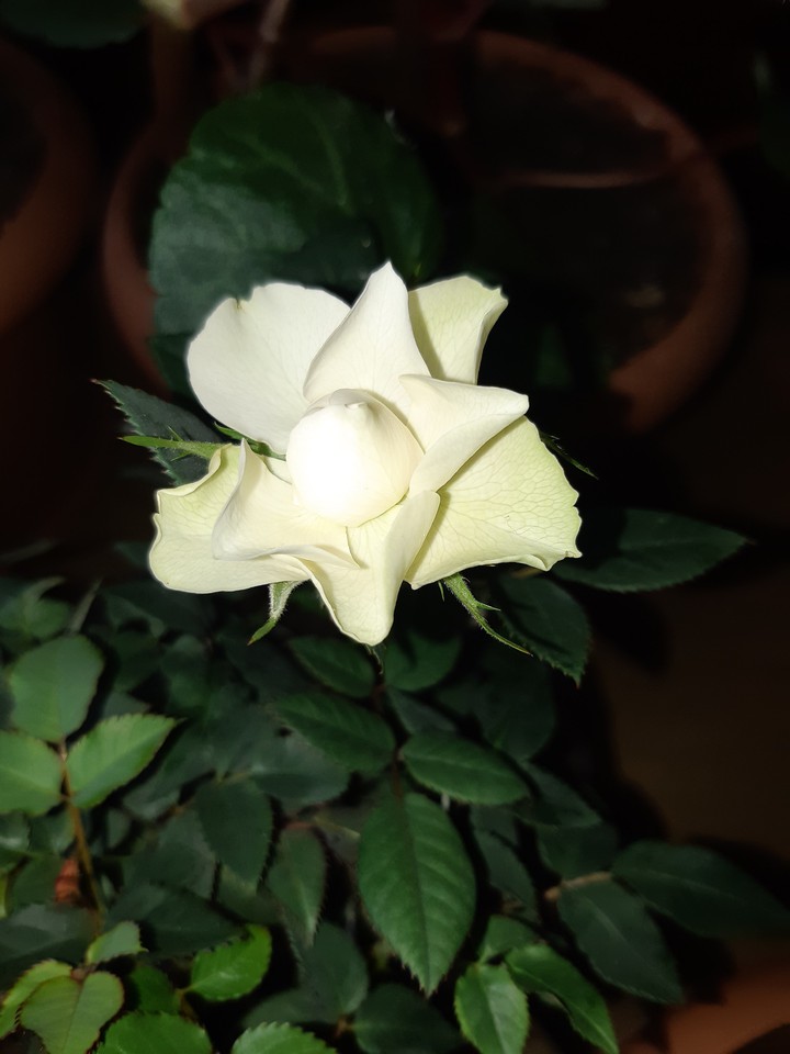 роза - rose
