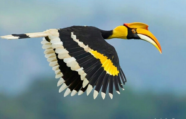 Hornbill