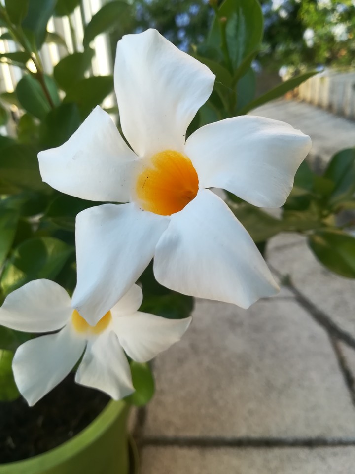 la fleur