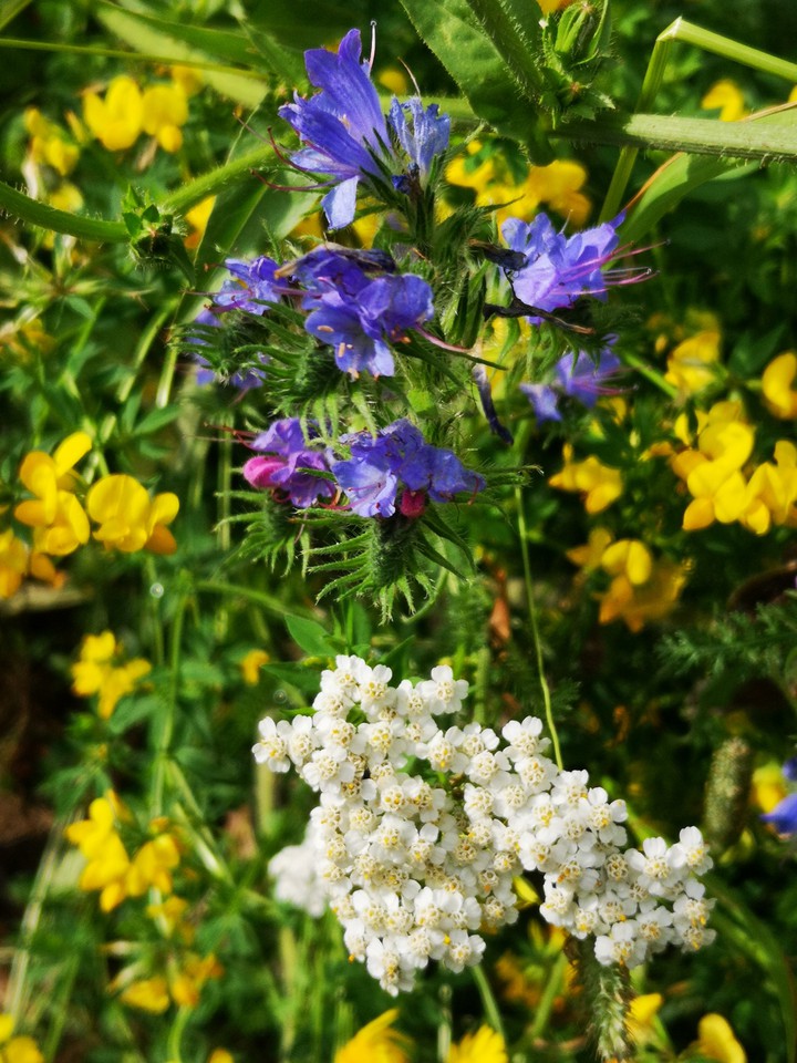 Wildblumenwiese