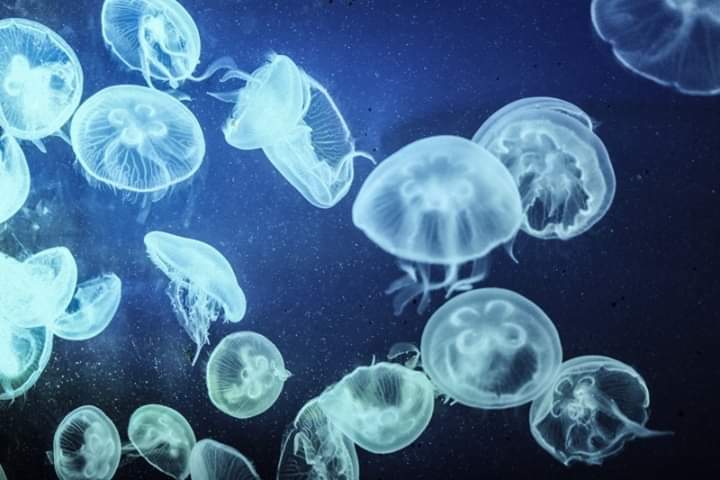 Jellyfish :)