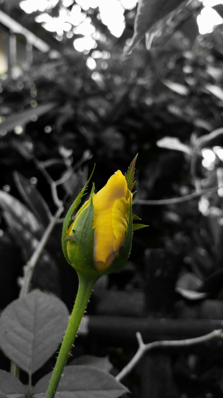 beauty flower