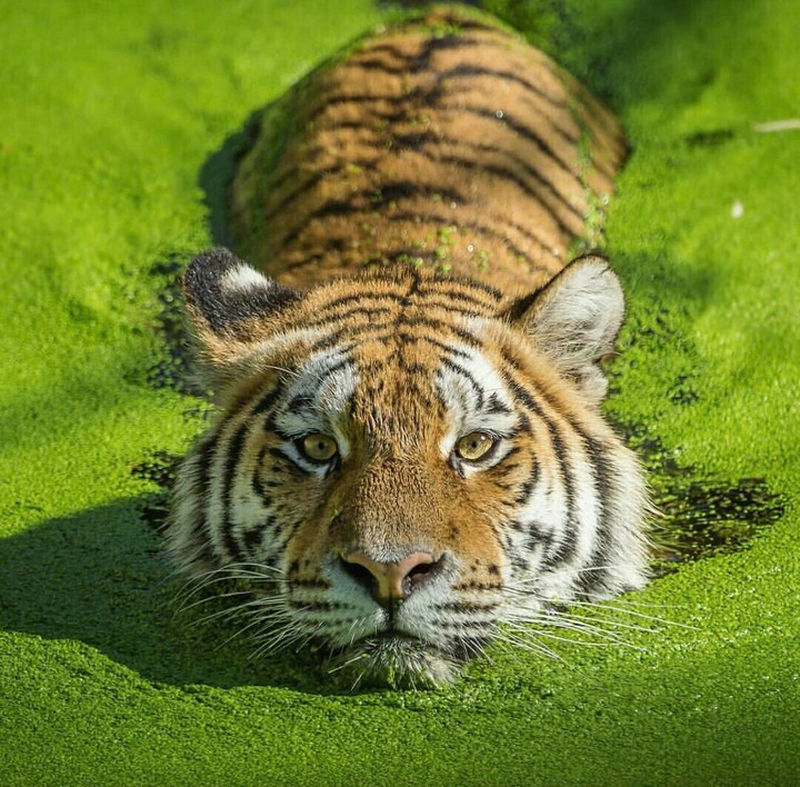 Amazing swimmer