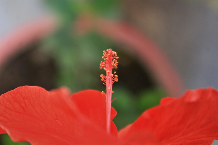 Hibiscus (Day-2)